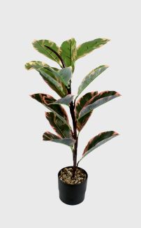 PINK CROTON IN BLACK POT