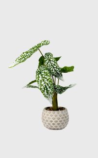 WHITE SPOTTED CROTON IN BOHO POT