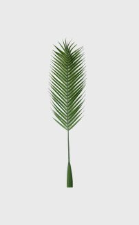 PALM LEAF THIN